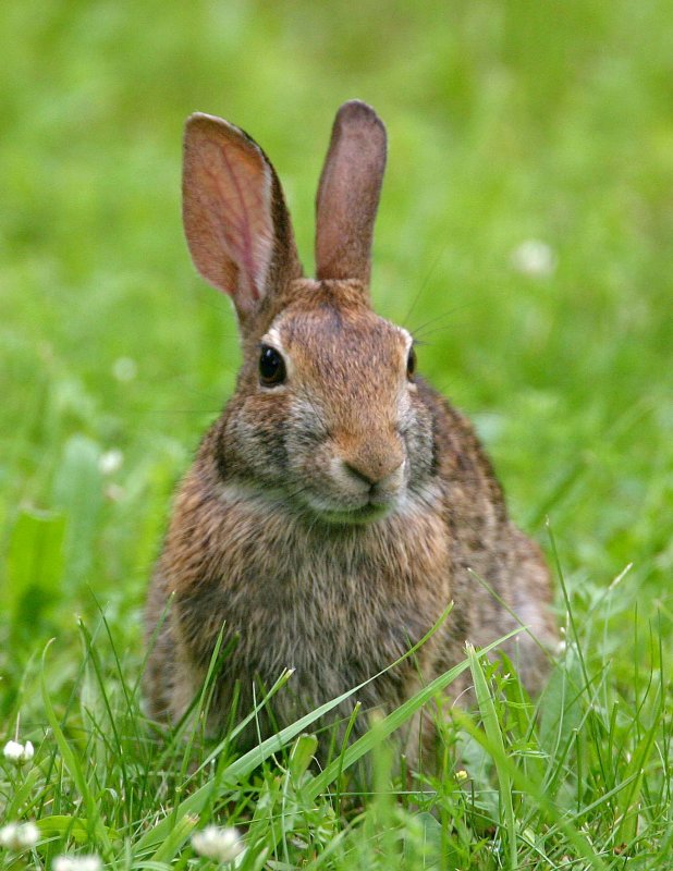 Cottontail sitting up