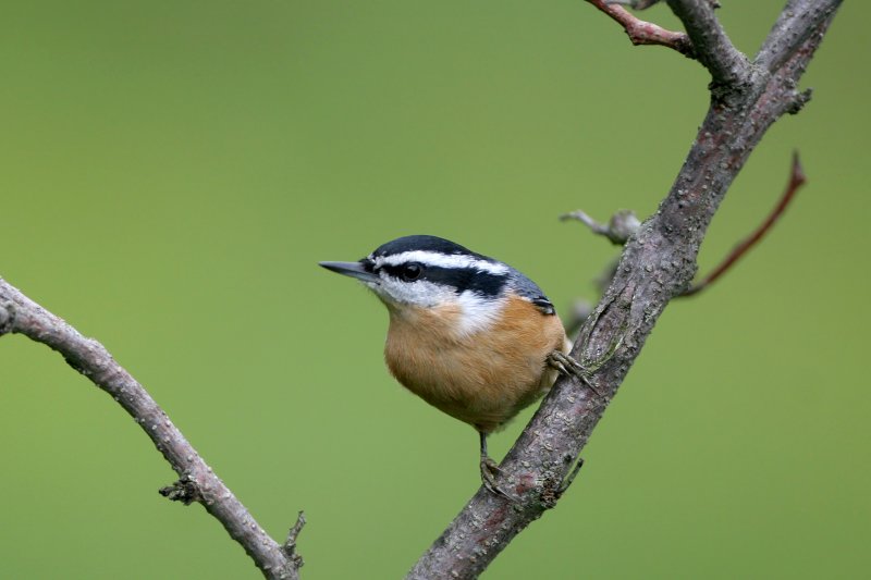 Red-breasted Nuthatch