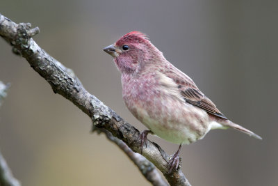 Purple Finch ,male