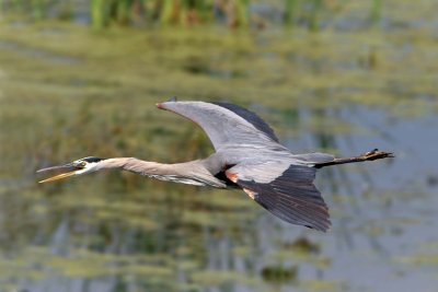 Great Blue Heron