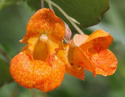 Spotted touch-me-not (Impatiens capensis)