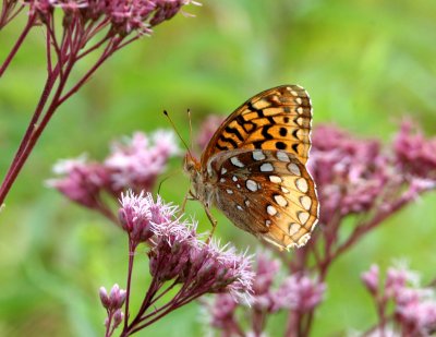 Great Spangled Fritillary