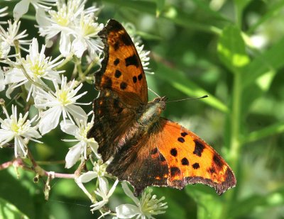 Eastern Comma on Virgin's Bower (Clematis)