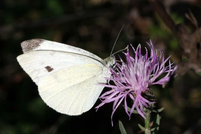 White Cabbage on Spotted Knapweed