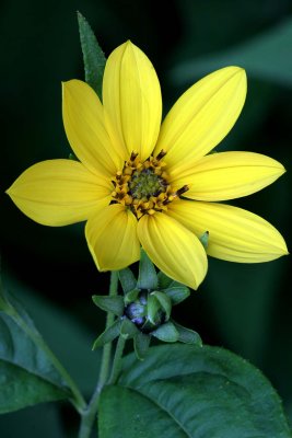 Thin-leaved Sunflower (Helianthus decapetalus)