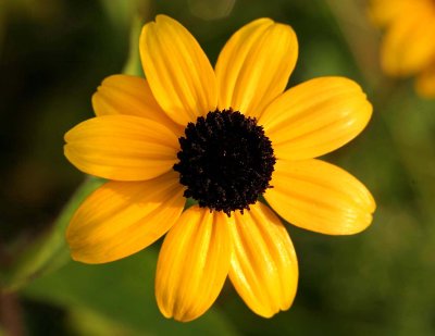 Brown-eyed Susan  (Rudbeckia triloba)