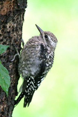 Yellow-bellied Sapsucker (juvenile)