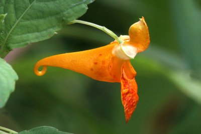 Spotted touch-me-not (Impatiens capensis)