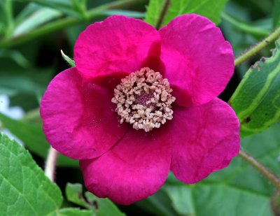 Flowering raspberry (Rubus odoratus)