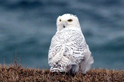 Snowy Owl