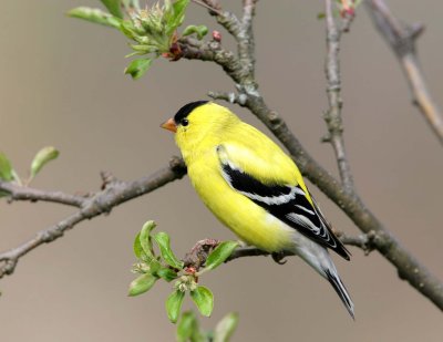 American Goldfinch