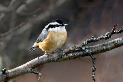 Red-breasted Nuthatch