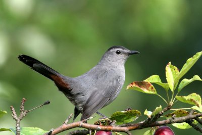 Gray Catbird