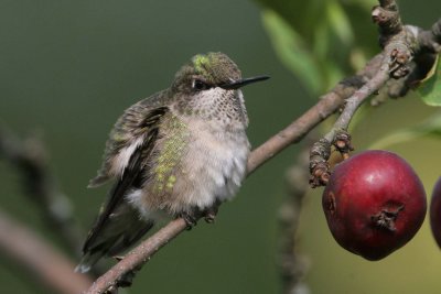 Ruby-throated Hummingbird, female