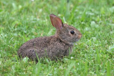 Young Cottontail