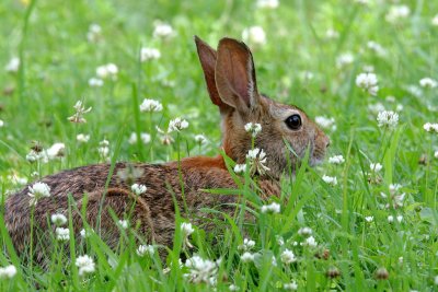 Cottontail in clover