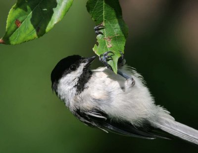 Black-capped Chickadee