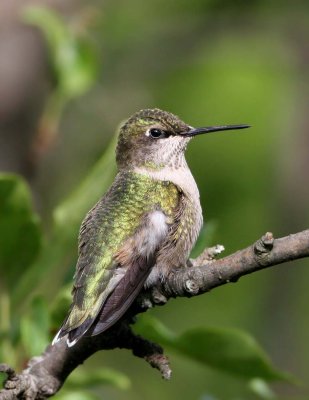 Ruby-throated Hummingbird, female
