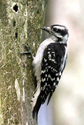 Downy Woodpecker