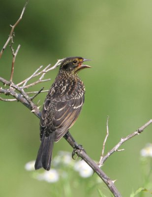 Red-wing Blackbird (juvenile)