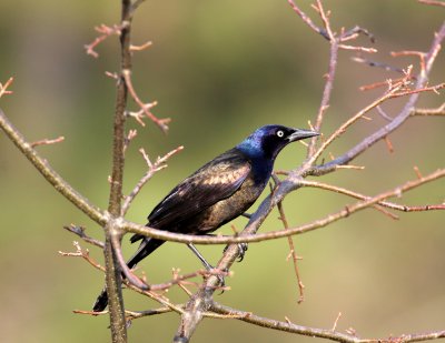 Common Grackle