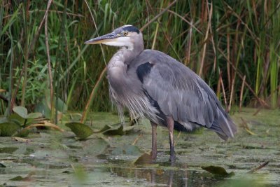 Great-blue Heron