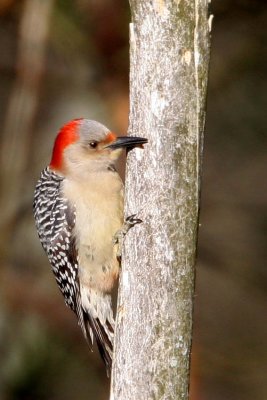 Red-bellied Woodpecker