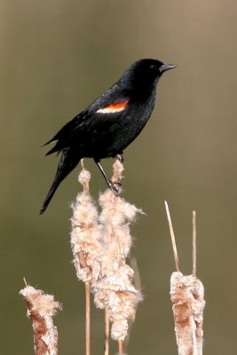 Red-wing Blackbird (male)
