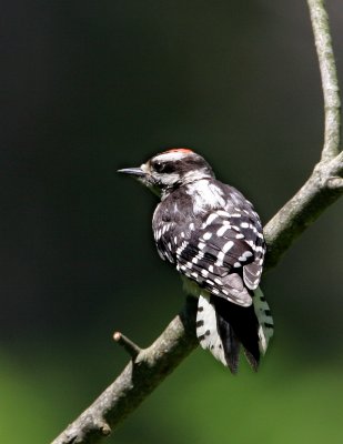 Downy Woodpecker