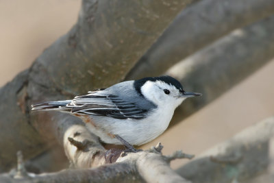 White-breasted Nuthatch