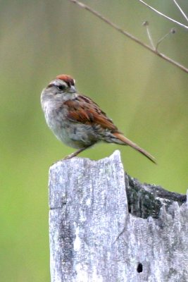 Swamp Sparrow