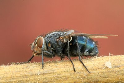sized_IMG_2213.jpg