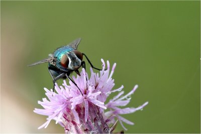 IMG_3001.JPG