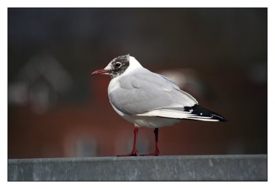 sized-Meeuw 06.JPG