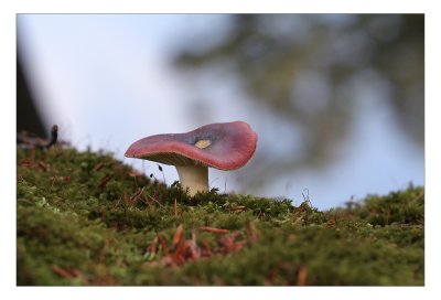 Zwartpurperen russula, R undulata..JPG