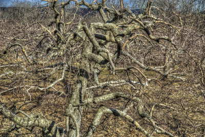 DSC_3894_tonemapped.jpg
