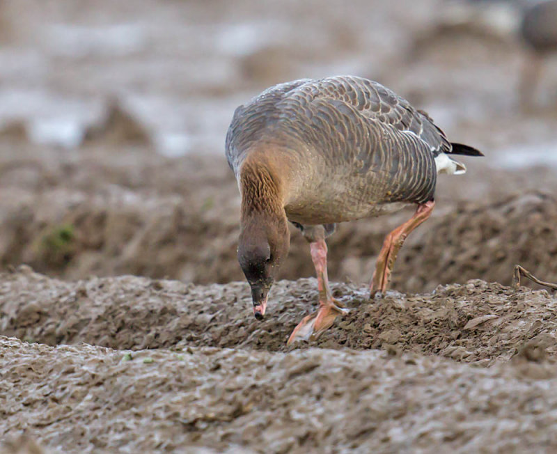 Pink-footed Goose 