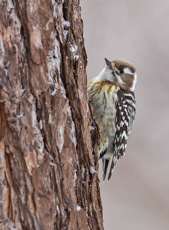 Japanese Pygmy Woodpecker 