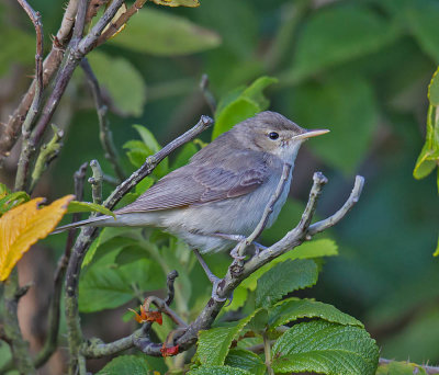 Eastern Olivaceous Warbler