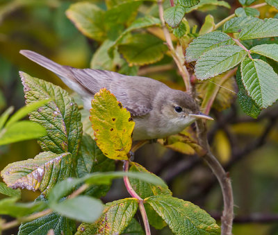 Eastern Olivaceous Warbler