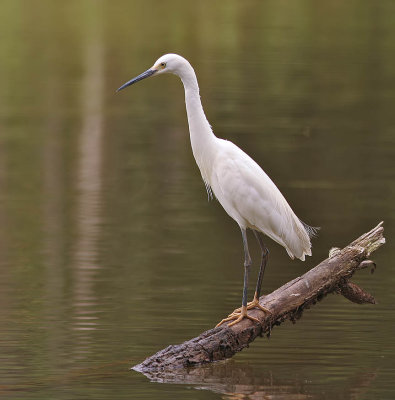 Dimorphic Egret Parc deTsarasaotra