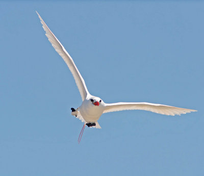 Red-tailed Tropicbird Nosy Ve 