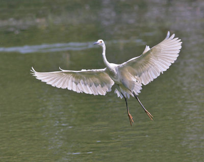 Dimorphic Egret 