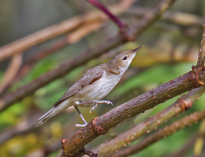 Eastern Olivaceous Warbler