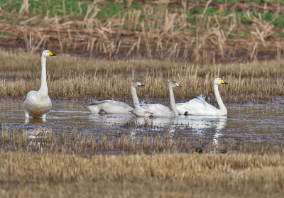 Whooper Swans with cygnets