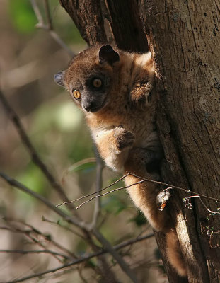 Red-tailed Sportive Lemur Perinet 