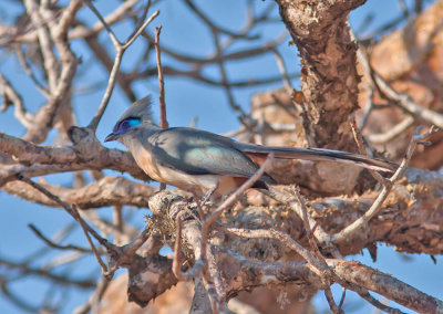 Crested Coua 