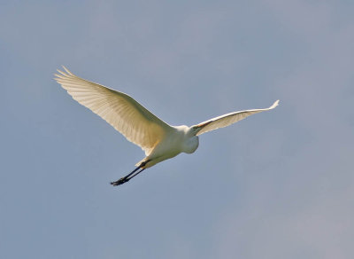 Great White Egret Parc deTsarasaotra