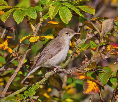 Eastern Olivaceous Warbler 