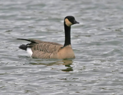Richardson's Cackling  Goose